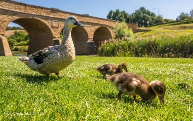 Bonorong & Richmond: Shore Excursion (Private Tour) - Key Points
