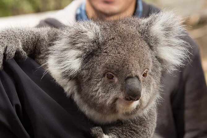 Bonorong Wildlife Park and Richmond Afternoon Tour From Hobart - Meeting and Pickup Information