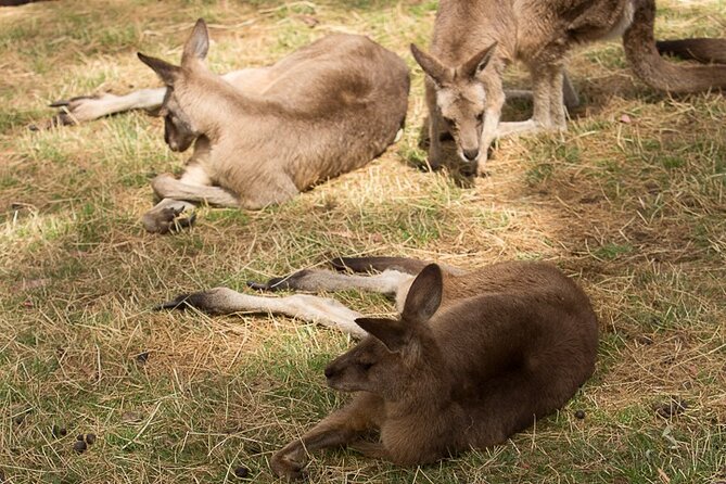 Bonorong Wildlife Park and Richmond Afternoon Tour From Hobart - Tour Experience and Feedback