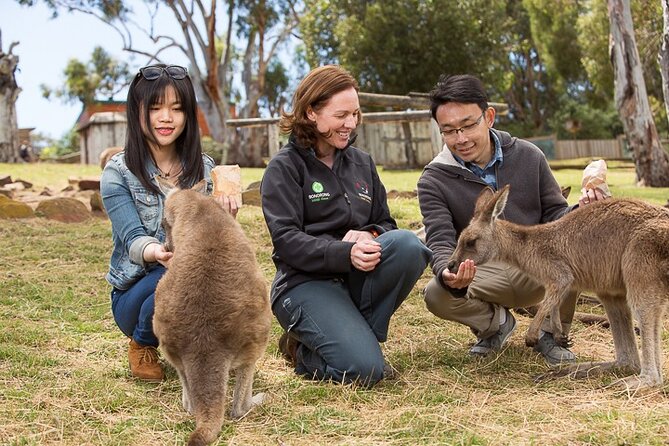 Bonorong Wildlife Park and Richmond Afternoon Tour From Hobart - Wildlife Encounters at Bonorong