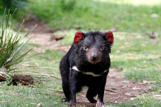 Bonorong Wildlife Park and Richmond Afternoon Tour From Hobart - Flexibility and Convenience