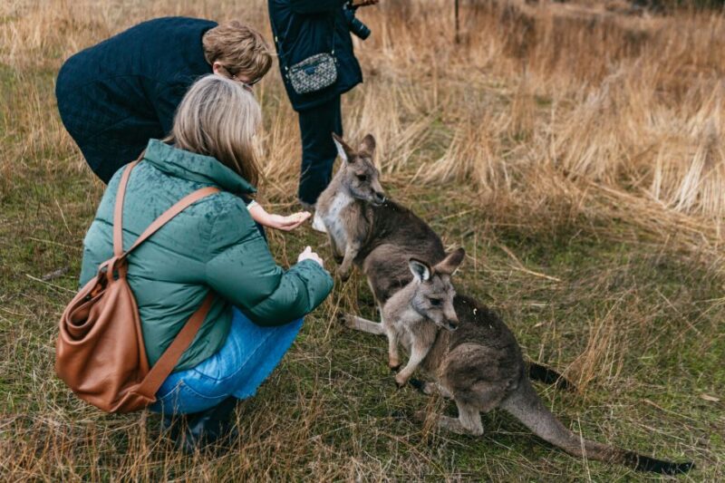 Bonorong Wildlife Sanctuary Half-Day Tour From Hobart - Key Points