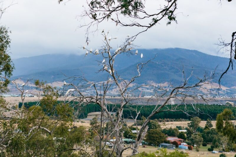 Bonorong Wildlife Sanctuary Half-Day Tour From Hobart - Itinerary and Highlights