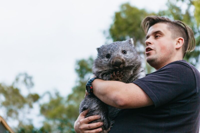 Bonorong Wildlife Sanctuary Half-Day Tour From Hobart - Customer Reviews and Ratings