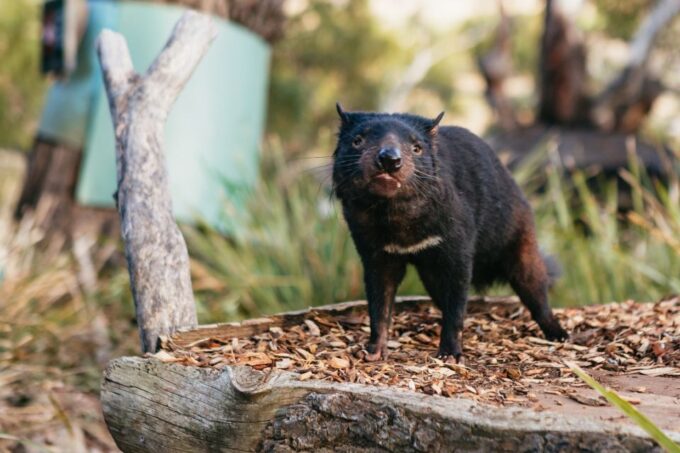Bonorong Wildlife Sanctuary Half-Day Tour From Hobart - Visiting Hobart
