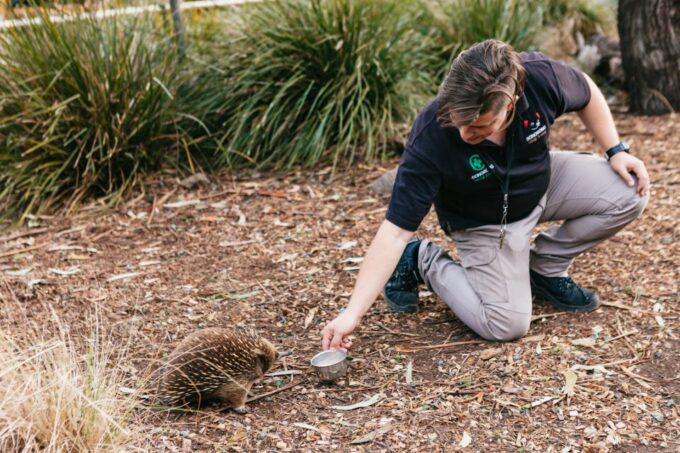 Bonorong Wildlife Sanctuary Half-Day Tour From Hobart - Exploring Bonorong