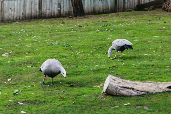 Bonorong Wildlife Sanctuary Half-Day Tour From Hobart - Discovering Richmond