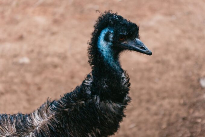 Bonorong Wildlife Sanctuary Half-Day Tour From Hobart - Recap