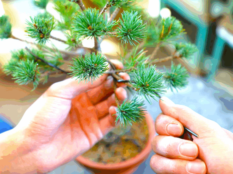 Bonsai City: Bonsai Tour & Experience at Bonsai Sanctuary - Bonsai Pruning and Wiring