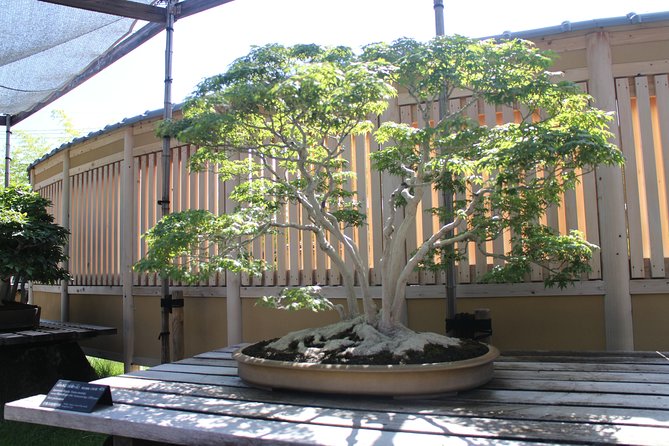 Bonsai Museum & Bonsai Experience - Accessibility and Restrictions