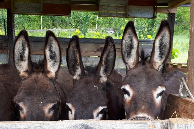 Book Your Donkey Farm Tour - About Your Stay
