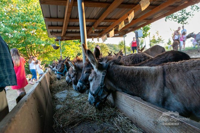 Book Your Donkey Farm Tour - Pickup and Schedule