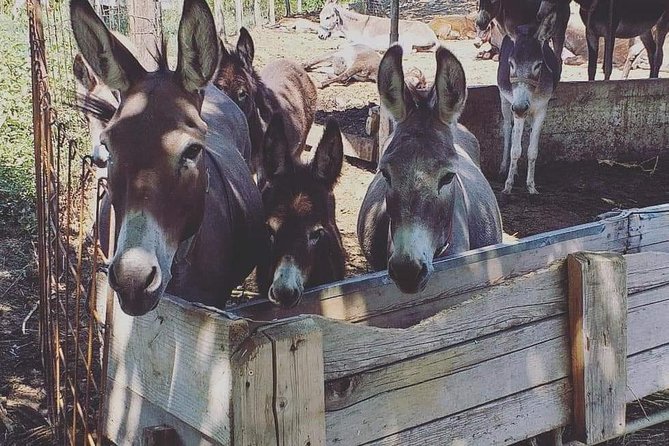 Book Your Donkey Farm Tour - About the Destination
