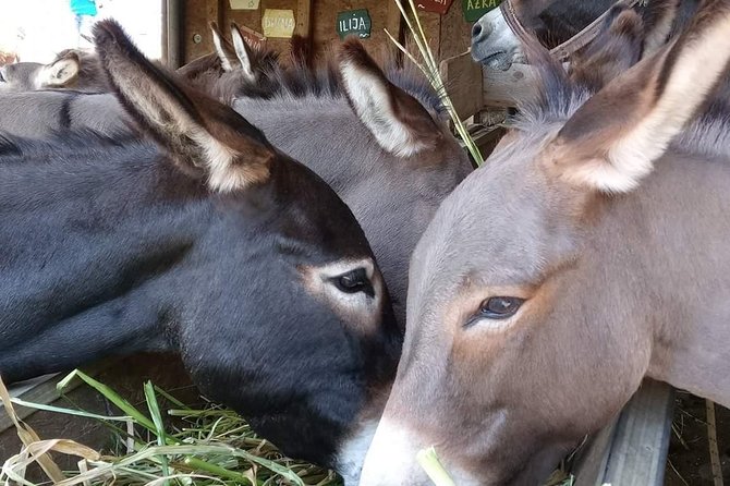 Book Your Donkey Farm Tour - Important Information