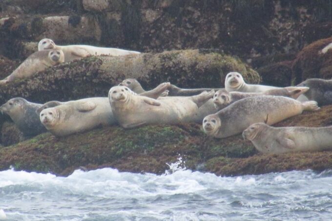 Boothbay Harbor Cruise: Lighthouses, Lobster Haul, and Seals - Frequently Asked Questions