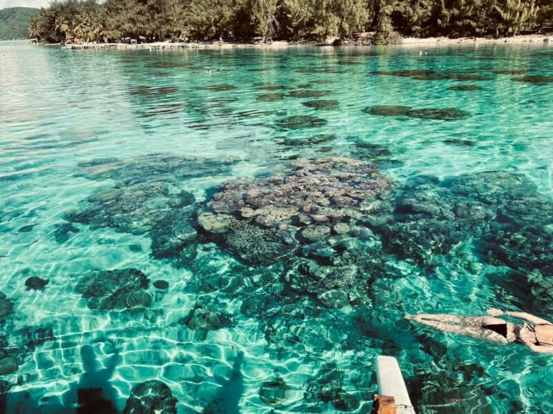 Bora Bora: 1/2 day Coral Discovery tour - Shared tour - An In-Depth Look at the Coral Discovery Tour