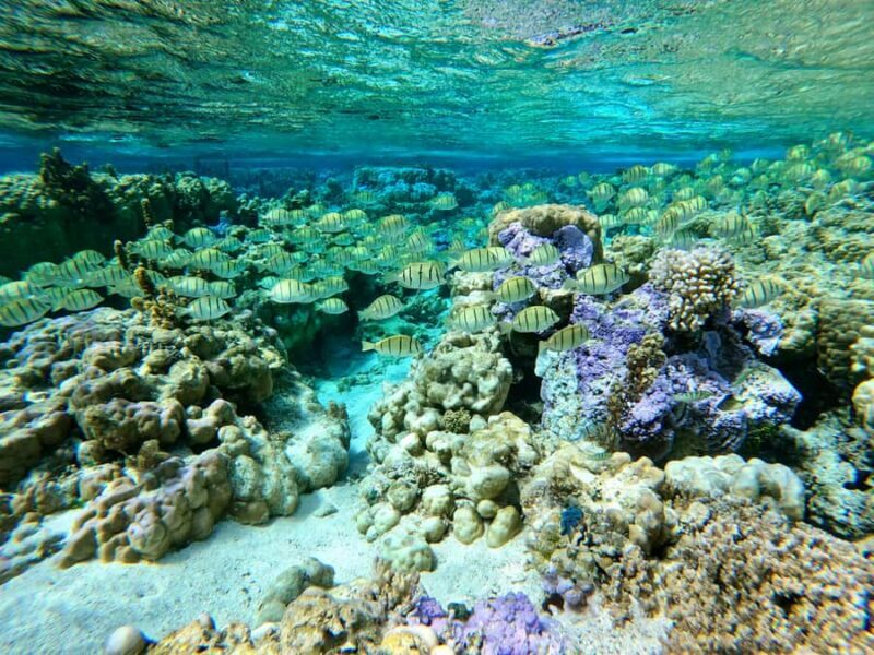 Bora Bora: 1/2 day Coral Discovery tour - Shared tour - FAQ