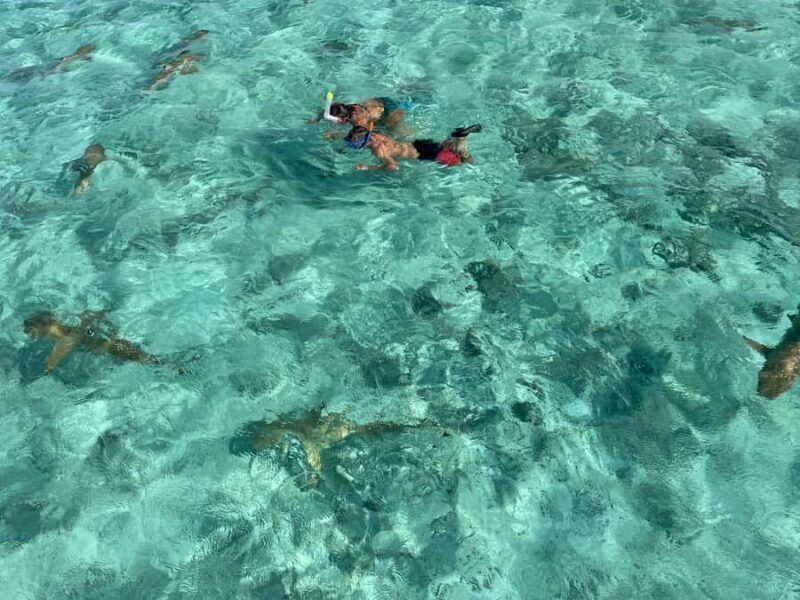 Bora Bora: 1/2 day lagoon safari - Shared tour - Introduction