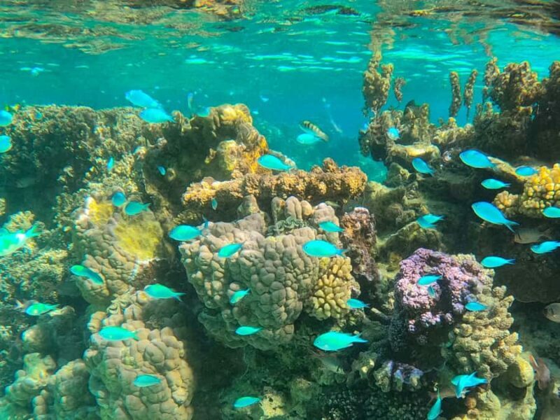 Bora Bora: 1/2 day lagoon safari - Shared tour - The Lagoon Stops: Highlights and What to Expect