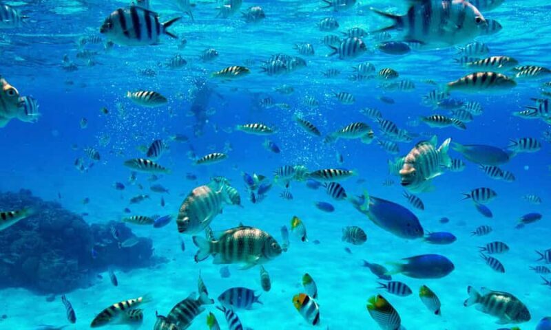 Bora Bora: 1/2 day lagoon safari - Shared tour - Pricing & Value