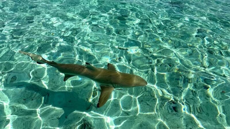 Bora Bora: Blue Lagoon Cruise, Snorkeling and Lunch . - The Itinerary: What to Expect
