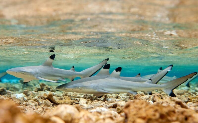 Bora Bora Combo SNORKELING & JEEP SAFARI Adventure Tour - Key Points