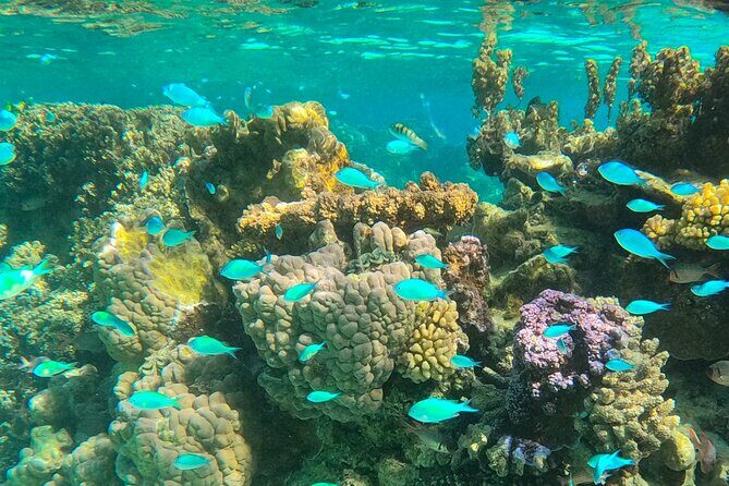 Bora Bora Combo Tour: Lagoon Cruise and 4WD Tour Including Snorkeling - The 4WD and Landscape Views