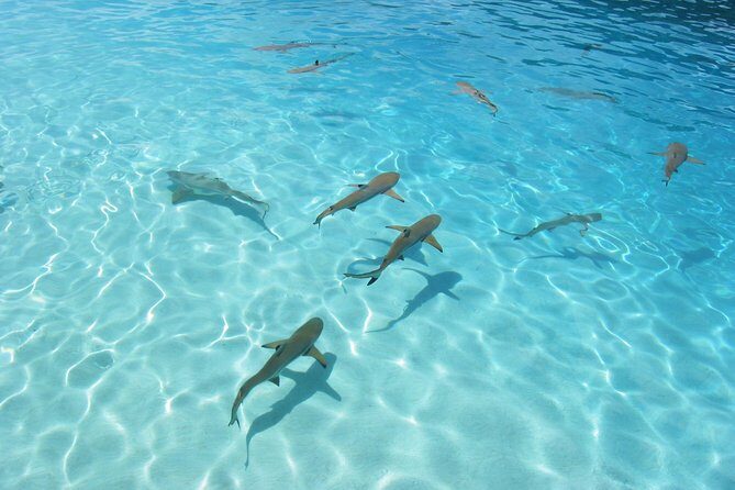 Bora Bora Eco Snorkel Cruise Including Snorkeling with Sharks and Stingrays - Guides and Group Size
