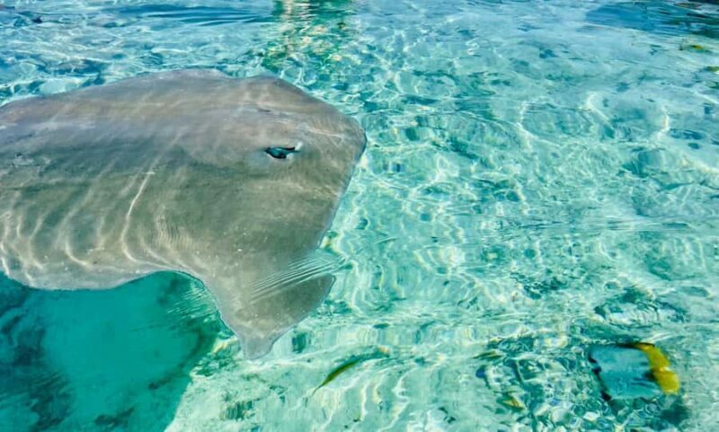 Bora Bora: Full day Lagoon Safari & Lunch on a Motu - ST - Key Points