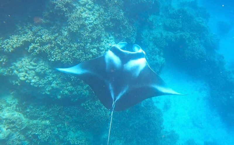 Bora Bora: Full day Lagoon Safari & Lunch on a Motu - ST - Authenticity, Comfort, and Small Group Experience