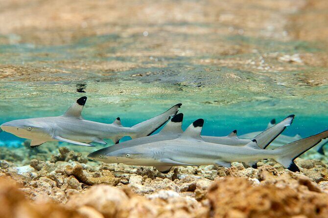 Bora Bora Full Day Snorkeling with Lunch - The Real Value: Why This Tour Works