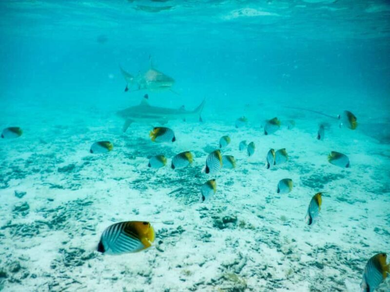 Bora Bora: Half-Day Lagoon Snorkelling Tour - Key Points