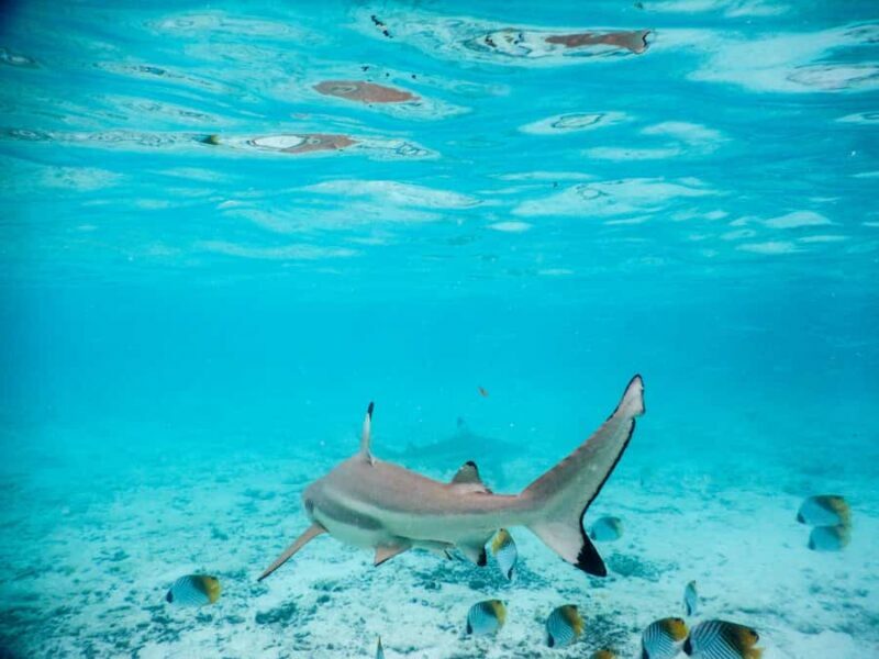 Bora Bora: Half-Day Lagoon Snorkelling Tour - An In-Depth Look at the Half-Day Lagoon Snorkelling Tour