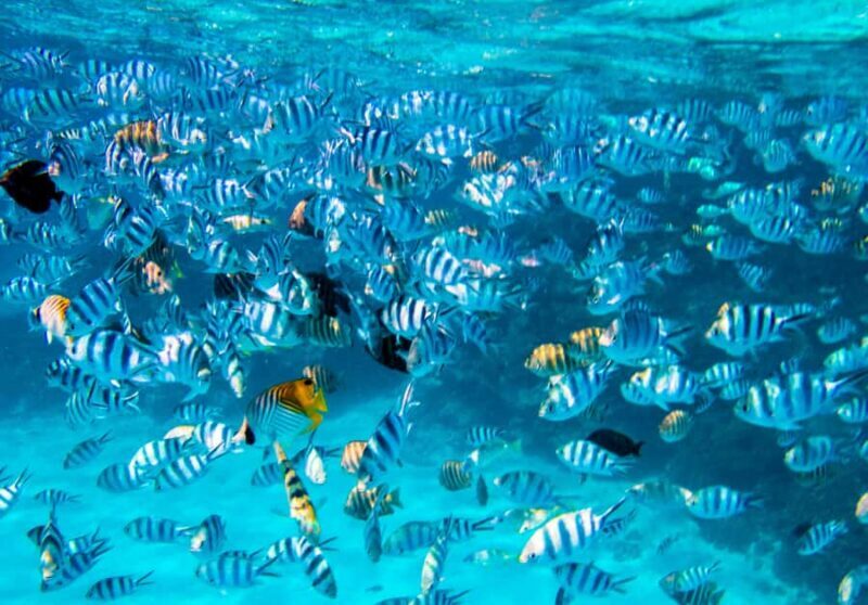 Bora Bora: Half-Day Lagoon Snorkelling Tour - FAQ