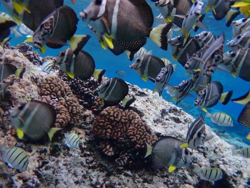 Bora Bora: Introductory Dive - The Experience in Detail
