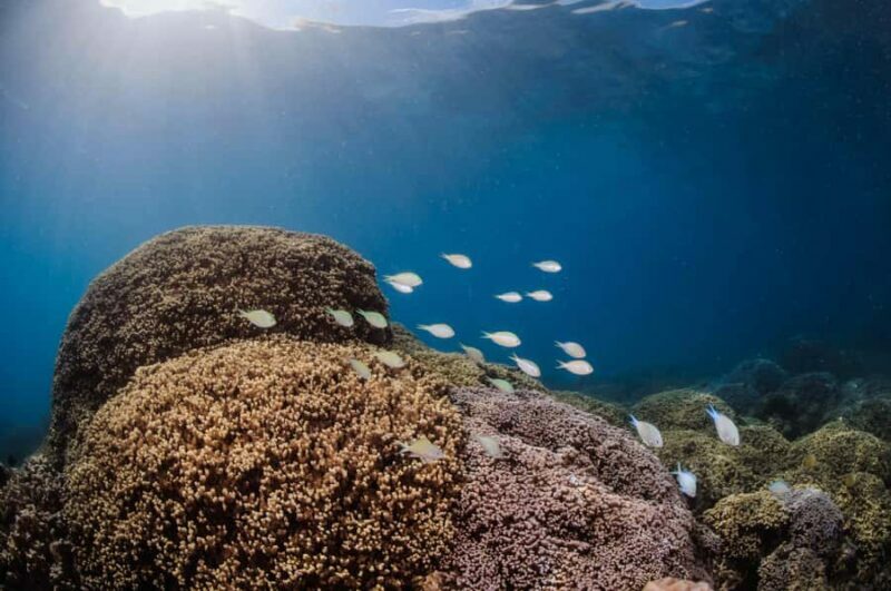 Bora Bora: Introductory Dive - Additional Practical Tips