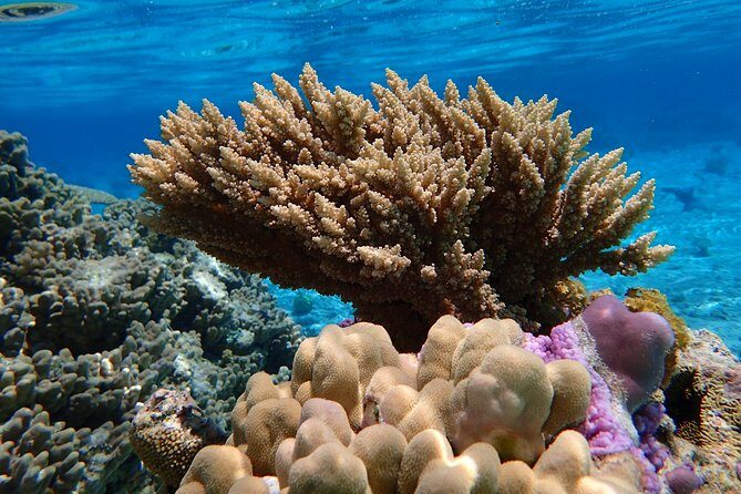 Bora Bora Lagoon Snorkeling Tour by Private Boat - What the Itinerary Looks Like — and Why It Matters