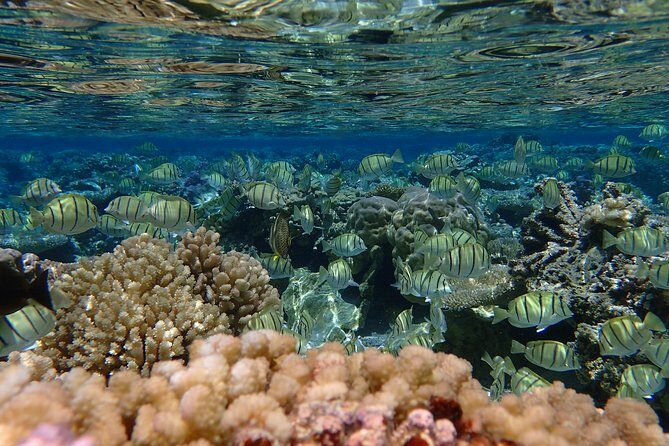 Bora Bora Lagoon Snorkeling Tour by Private Boat - The Experience: What You Can Expect