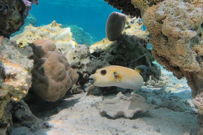 Bora Bora Lagoon Snorkeling Tour by Private Boat - Value for Money: Is the Price Justified?