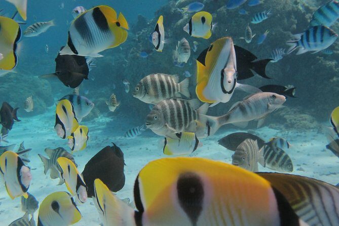 Bora Bora Lagoon Snorkeling Tour by Private Boat - Who Will Love This Tour?