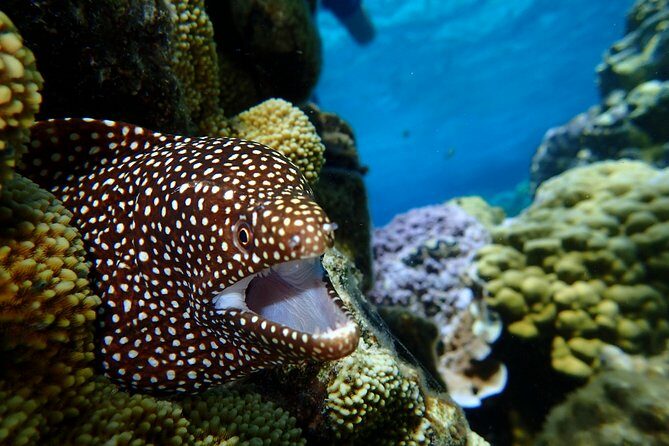 Bora Bora: Luxury Private Half Day Snorkeling Tour - FAQs