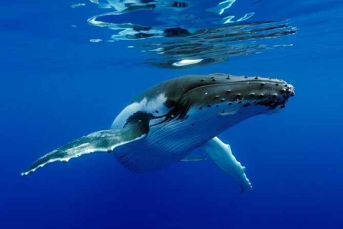 Bora Bora Whale Watching - An In-Depth Look at the Bora Bora Whale Watching Experience