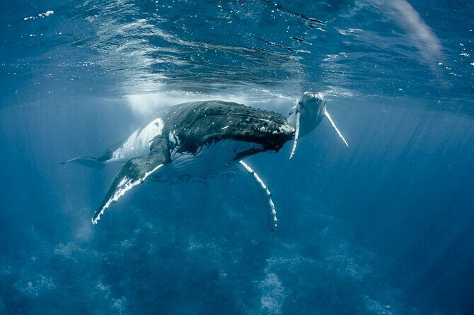 Bora Bora Whale Watching - The Sum Up: Is It Worth It?
