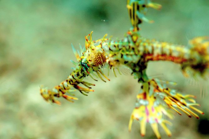 Boracay 5 Fun Dive Package Including All Equipment - Package Overview