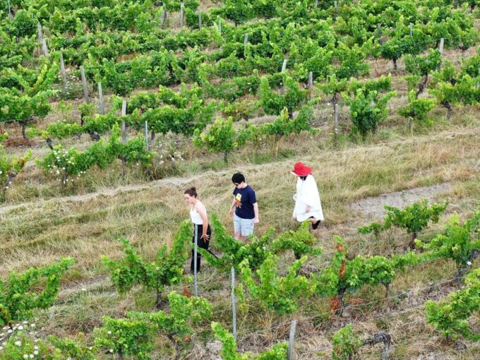 Bordeaux: Explore an Organic Family Vineyard With Tasting - Testimonials From Satisfied Visitors