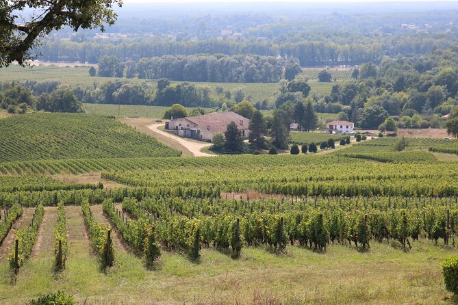 Bordeaux: Full Day Wine Tastings & Gourmet Lunch - Knowledgeable and Engaging Guides