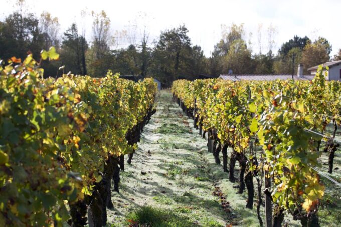 Bordeaux: Full Day Wine Tastings & Lunch - Tasting and Lunch