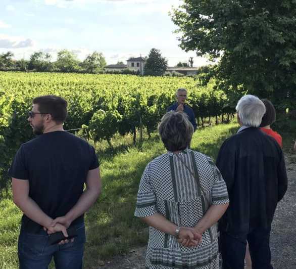 Bordeaux: in the Heart of an Organic Family Vineyard - Winemaking Practices and Sustainability