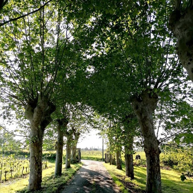 Bordeaux: in the Heart of an Organic Family Vineyard - Small Group Size and Personalization