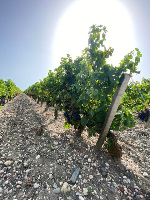 Bordeaux Margaux Wine Tour - Key Points